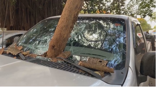 "Susto grande" 2 acidente arvore maringa "Susto grande"