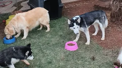 Vereador Lemuel do PDT acusado de se apropriar de doações para ONG irregular foi condenado em outro processo 2 Foto de Vereador Lemuel do PDT acusado de se apropriar de doações para ONG irregular foi condenado em outro processo