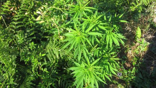 Foto de Venda de maconha em farmácias do Uruguai deve começar em outubro