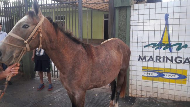 Foto de Têm coisas que só acontecem em Maringá