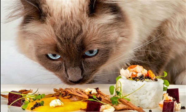 Foto de Apaixonados por gatos: atenção aos alimentos proibidos
