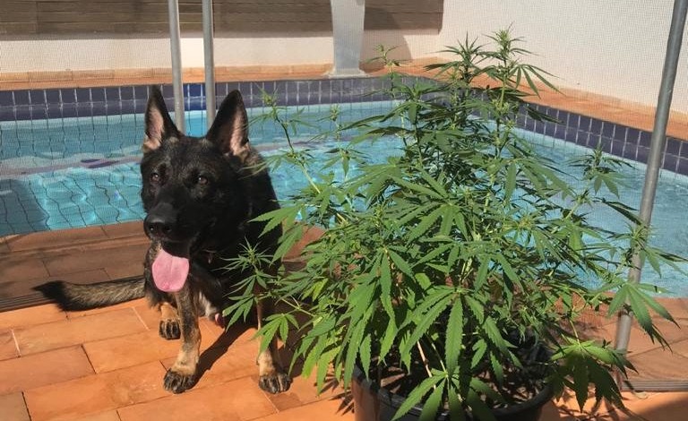 Comerciante é preso em casa de alto padrão, com drogas, arma, dinheiro e veículos de luxo 1 traficante preso Comerciante é preso em casa de alto padrão, com drogas, arma, dinheiro e veículos de luxo
