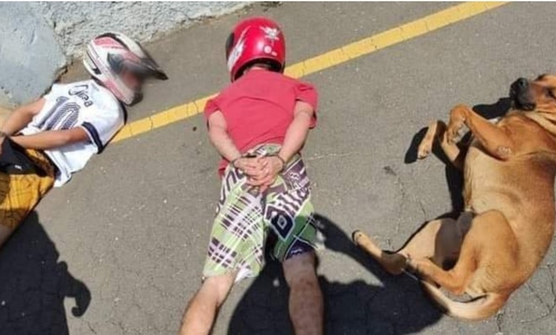 "Cachorro foi parceiro dos caras" 1 cachorro detido pela policia "Cachorro foi parceiro dos caras"