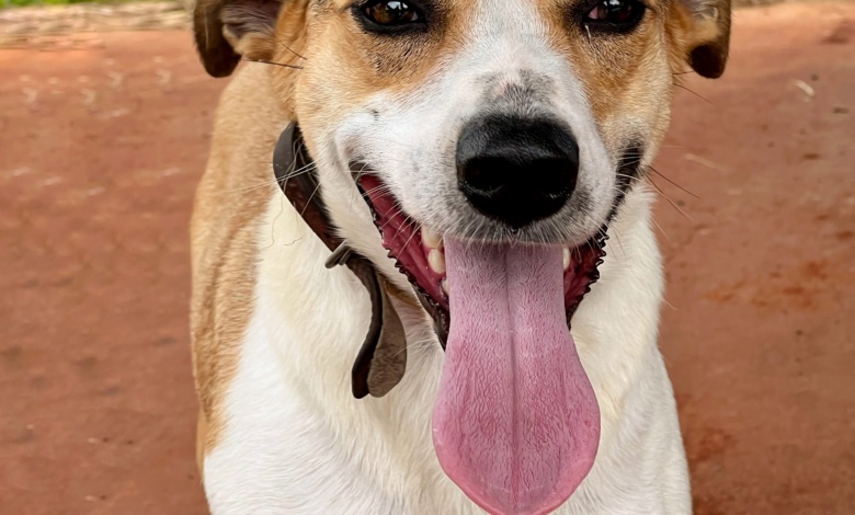 Para incentivar adoção, jogadores do Maringá FC entram em campo no domingo, 26, com cães resgatados pela Prefeitura 1 e1770efd4813 Para incentivar adoção, jogadores do Maringá FC entram em campo no domingo, 26, com cães resgatados pela Prefeitura