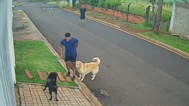 Foto de Quem é o animal?