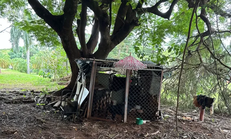 ‘Canil clandestino’ na UEM 1 animal ‘Canil clandestino’ na UEM