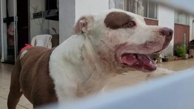 Criança de um ano e quatro meses continua em coma após ser atacada por cão de raça 4 Foto de Criança de um ano e quatro meses continua em coma após ser atacada por cão de raça