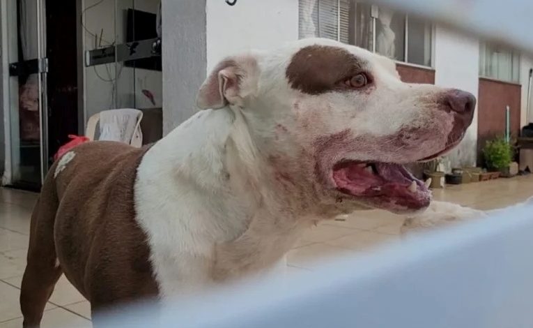 pitbull Criança de um ano e quatro meses continua em coma após ser atacada por cão de raça