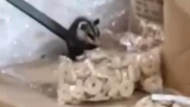 Foto de Gambá no depósito da merenda escolar