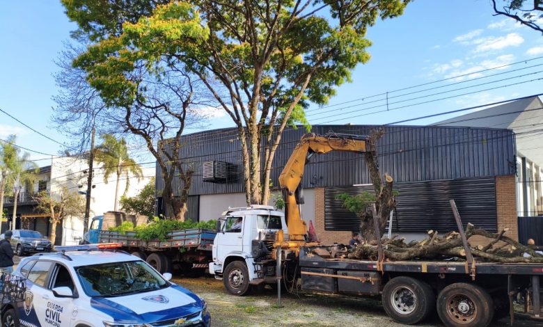 Envolvidos em corte irregular de árvore serão multados pela Prefeitura 1 corte de arvore Envolvidos em corte irregular de árvore serão multados pela Prefeitura