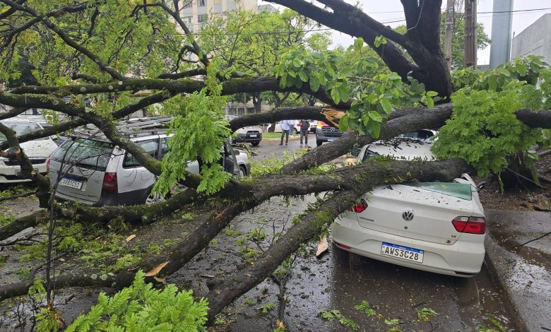Homem fica ferido após árvore cair sobre carros em Maringá 1 arvore Homem fica ferido após árvore cair sobre carros em Maringá