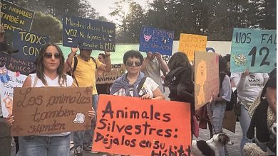 Maringaense integra a Academia Brasileira de Direito Animal e Natureza 4 Foto de Maringaense integra a Academia Brasileira de Direito Animal e Natureza