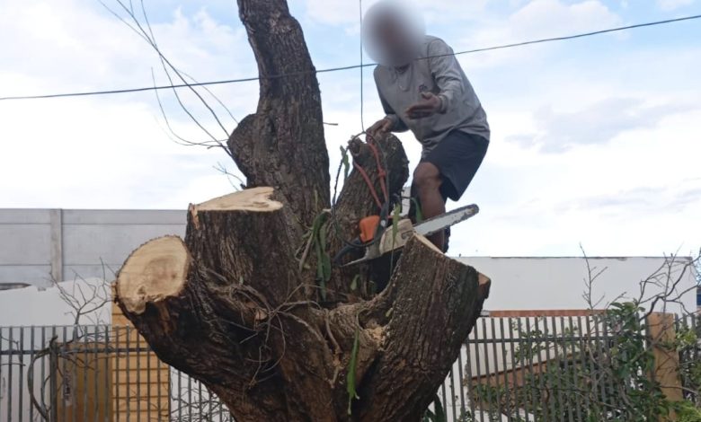 "Pica-pau" é preso duas vezes no mesmo dia cortando árvore semautorização 1 corte de arvore "Pica-pau" é preso duas vezes no mesmo dia cortando árvore semautorização
