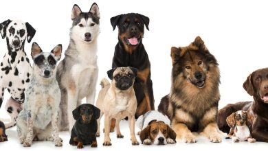 Foto de Maringá recebe 702 castrações gratuitas a partir desta quinta-feira