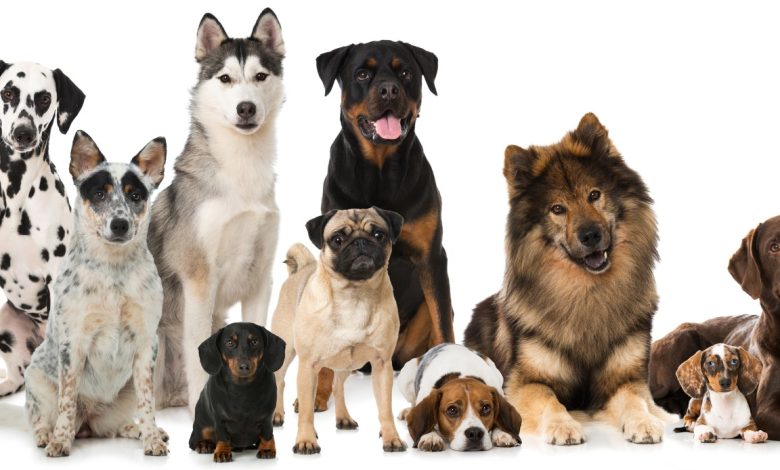 Maringá recebe 702 castrações gratuitas a partir desta quinta-feira 1 caes Maringá recebe 702 castrações gratuitas a partir desta quinta-feira