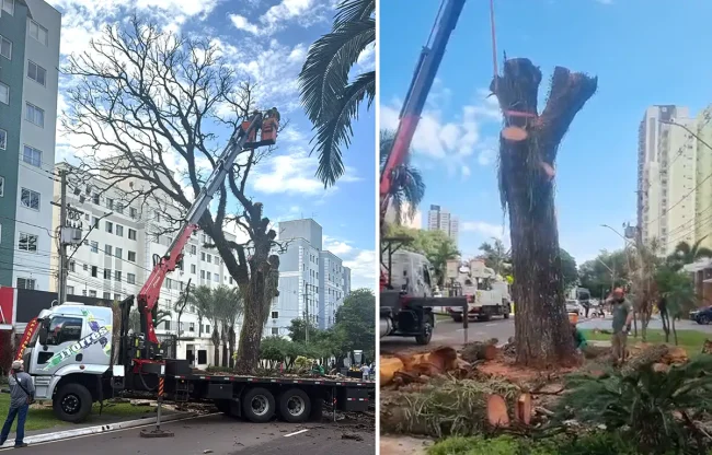 corte cedro No chão