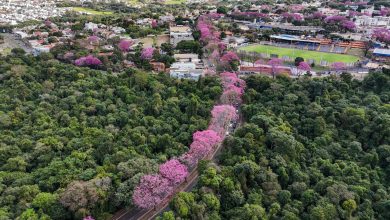 Foto de Maringá floresce com ipês-roxos, símbolo ecológico da Cidade Canção