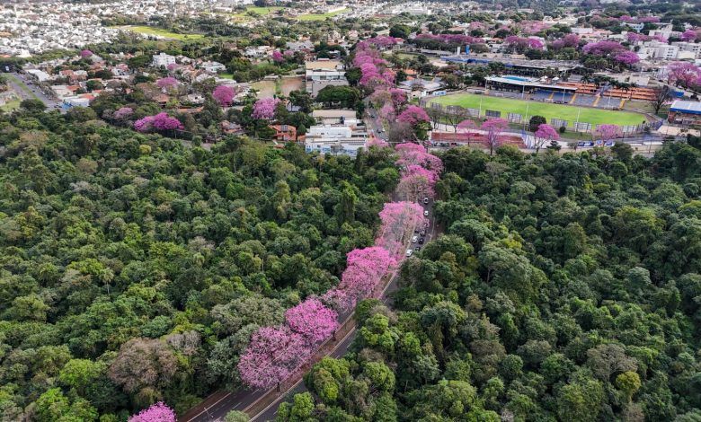 Maringá floresce com ipês-roxos, símbolo ecológico da Cidade Canção 1 ipes Maringá floresce com ipês-roxos, símbolo ecológico da Cidade Canção