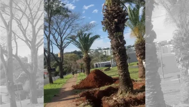 Tamareiras são retiradas de avenida depois de 30 anos 2 Foto de Tamareiras são retiradas de avenida depois de 30 anos