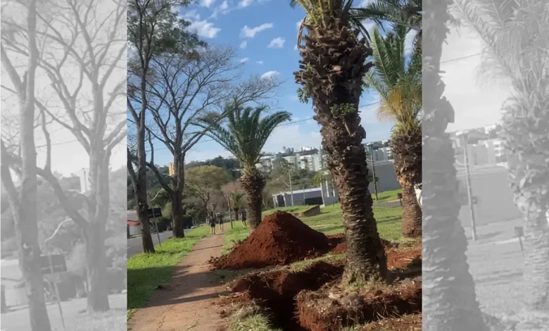 Tamareiras são retiradas de avenida depois de 30 anos 1 tamareiras Tamareiras são retiradas de avenida depois de 30 anos